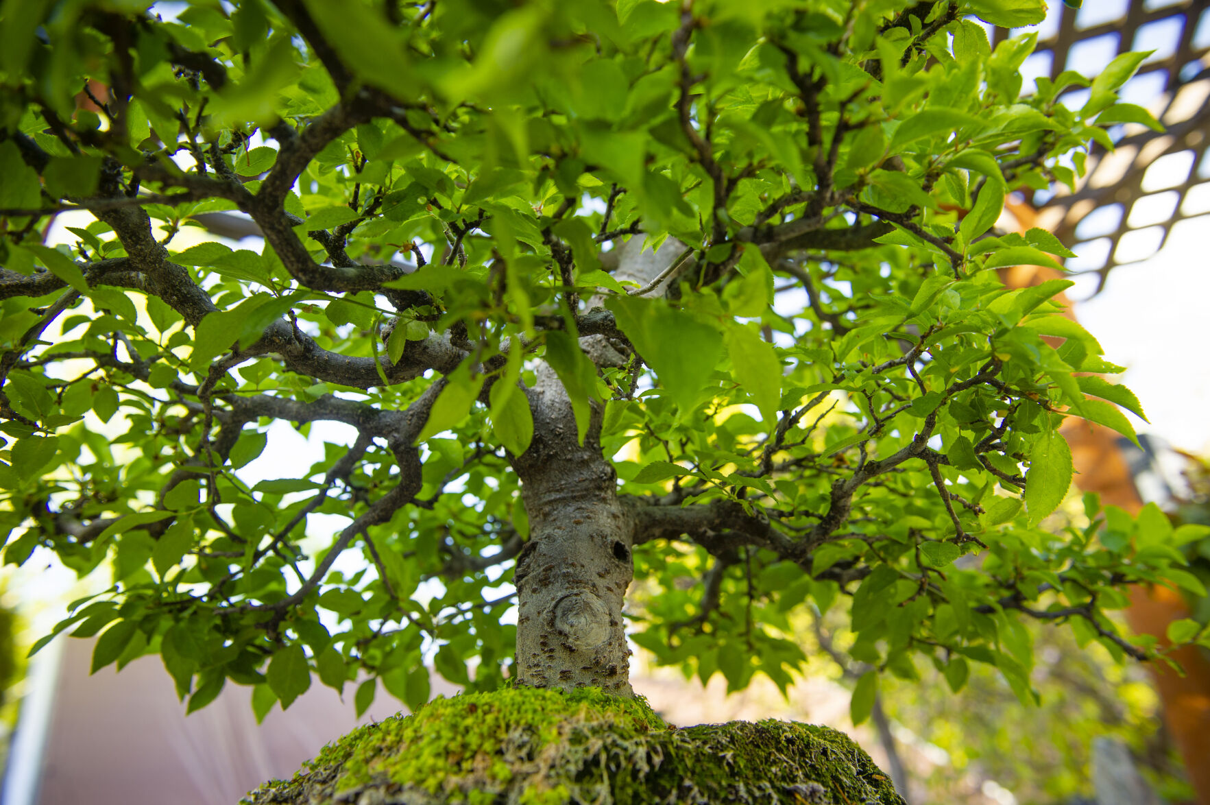 Pat Spencer's Bonsai Garden